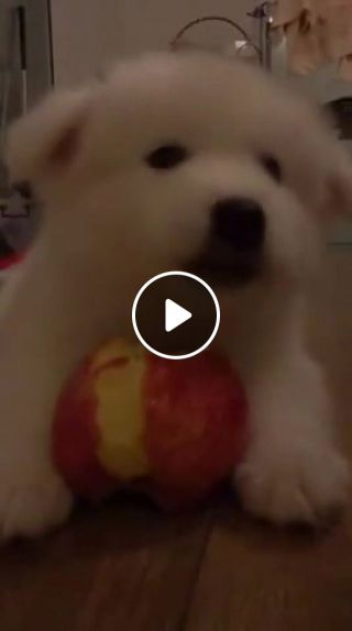 The dog loves apples
