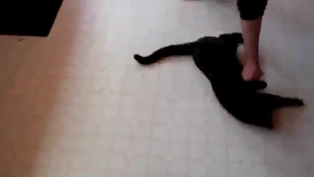 You spin my cat round, Kitten, Cat, Tricks, Cats, Cute, Kitty, Funny, Spin, Animals Pets