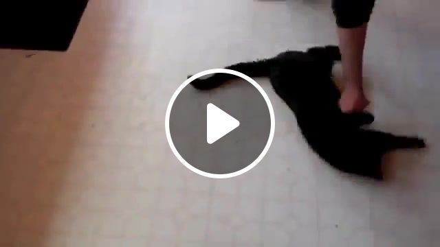 You spin my cat round, kitten, cat, tricks, cats, cute, kitty, funny, spin, animals pets. #0