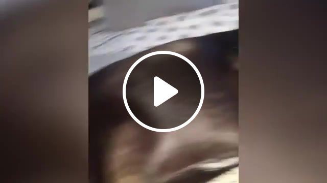 18, puppy, cute dogs, kitty, kittens, funny, compilation, cats, funny dogs, puppies, cute cats, cat, dogs, funny dog, dog, pets, pet, animals, animal, confused pet, people are idiots, funny animals, funny pets, baby, cute, try, not, try not to laugh, idiots, fail compilation, funny fails, hub, meme, animals pets. #0