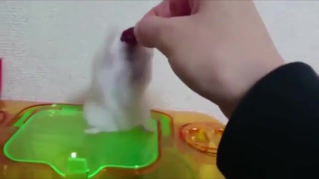 All around me are familiar faces - Video & GIFs | faces,familliar,mad world,hello darkness my old friend,dank memes,memes,meme,comedy,music,funny animals,ylyl,9gag,reddit,funny hamster,cute hamster,teasing the hamster,gif,food,animals,4chan,sounds of silence,simon and garfunkel,war flashback,traumatized,teased,cute,funny,hamster,animals pets