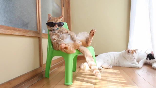 All this life, cat with sungles, relax, relaxing cat, cats, sungl, just relax, calm, feel the peace, peace, kitties, happy, happyness, infinite happiness, cat, animals pets.