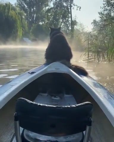 An Early Morning Boat Ride, Boat, Ride, Early Morning, Early Morning Dreams, Morning, Early, River, Water, Goose, Cat, Kitty