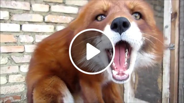 Angry fox, fox, love fox, red fox, pet fox, angry fox, ffpride, funny foxy, l'iska, fuchs, zorro, volpe, animals pets. #0