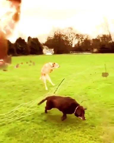 Band of Borkers - Video & GIFs | doggo,animals pets