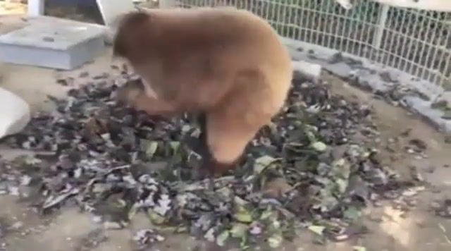 Bear dancing in leaves, Funny, Animals, Dance, Aww, Playing, Bear, Animals Pets