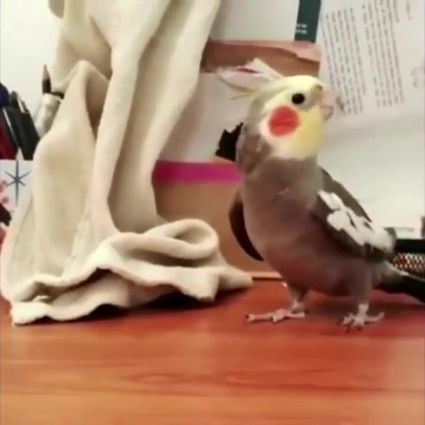 Birb is the word Birb memes Clean Credits in desc - Video & GIFs | unknown,budgie,bird,parrot,lol,fun,cool,awesome,funny,laugh,random,cockatiel,cockatiels,totoro,luna,tattletail,baby,talking,waygetter,animals pets