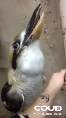 Bird breakdown - Video & GIFs | bird,memes,animals pets