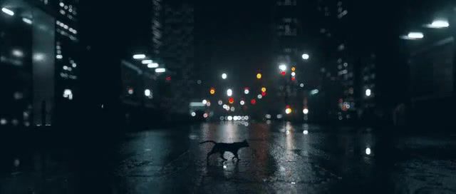 Calm, rain, night city, animals pets.