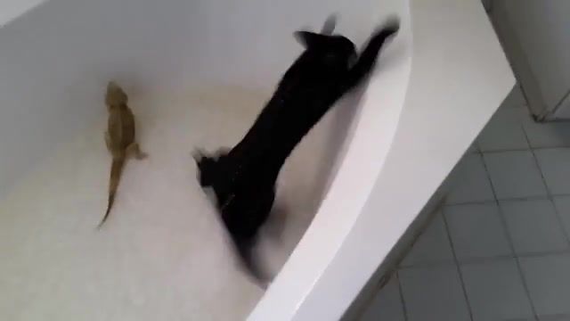 Cat Box Meme Cute Kawaii, Cat In Bathtub With Lizard Tiktok