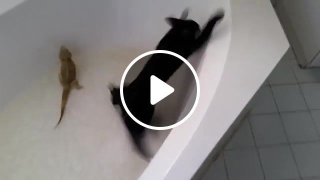 Cat, help, cat, bath, water, animals pets. #0