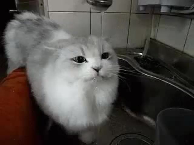 Cat Drinking in a Sink