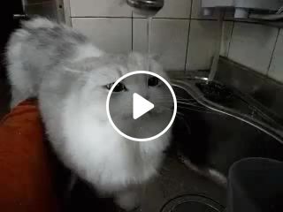 Cat Drinking in a Sink