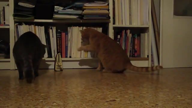 Cat's and the metronome, snooky, metronome, cats, cat, funny, fun, animals pets.