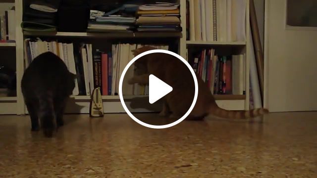 Cat's and the metronome, snooky, metronome, cats, cat, funny, fun, animals pets. #0