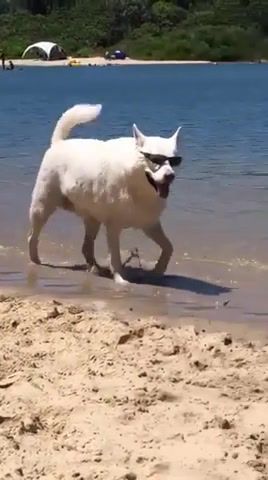 Cool dog goes to the beach - Video & GIFs | beach,summer,dog,walk,animals pets