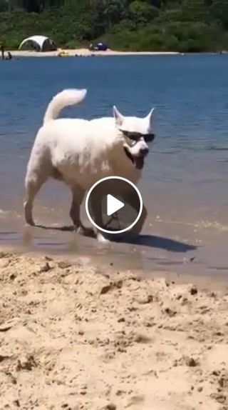 Cool dog goes to the beach