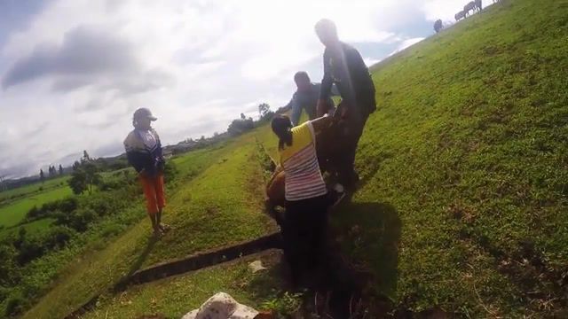 Cow is stuck, rescue, stuck, cow, nature, siem reap, thailand, goan temple, cambodia, laos, vietnam, indonesia, bali, gopro, tourism, destination, events, culture, adventure, travel, backpacking, southeast asia, animals pets.