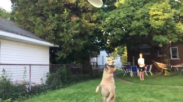 Curb your frisbee, Animals Pets