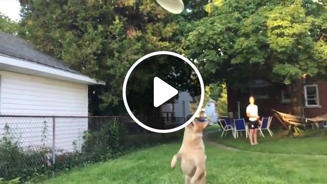 Curb your frisbee, animals pets. #0