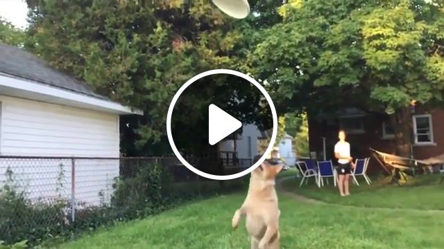 Curb your frisbee, animals pets. #1
