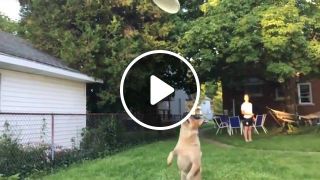 Curb your frisbee