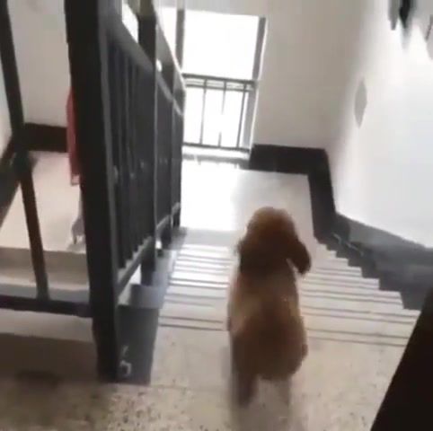 Dogdrift 2, rumba, funny dog, poodle, animals and pets, animals pets.