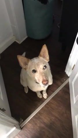 Doggo's polite and subtle implication that he is interested in going for a walk, animals pets.