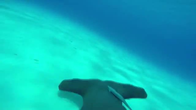 Drift In to the Blue, Underwater, Eleprimer, Join, Dream, Free, Trick, Trip, Swim, Music, Sound, Gif, Hipe, Like, Animals Pets
