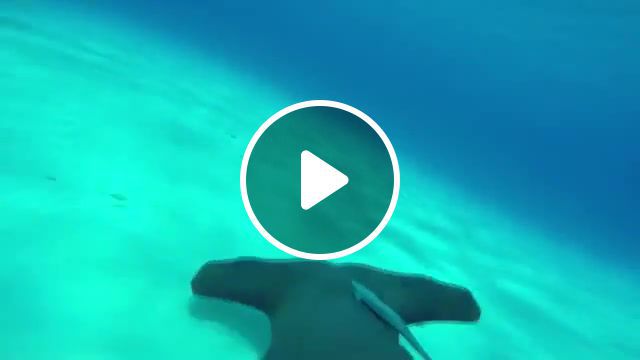 Drift in to the blue, underwater, eleprimer, join, dream, free, trick, trip, swim, music, sound, gif, hipe, like, animals pets. #0