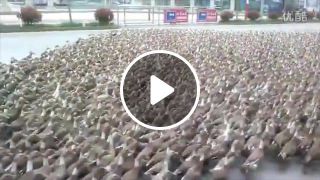 Duck Hell March