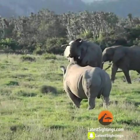 Ever see an elephant make fun of a rhino, Elephant, Rhino, Ost Deus Ex, Animals Pets