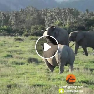 Ever see an elephant make fun of a rhino