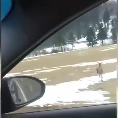 Flying moose, Animals Pets