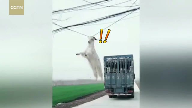 Goat jumps from truck and gets hooked on a power line, Chinanews, Goat, Powerline, Hook, Truck, Funny, Animals Pets