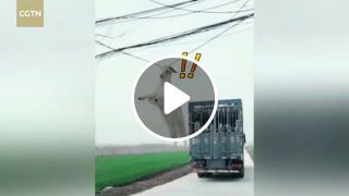 Goat jumps from truck and gets hooked on a power line