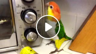Happy parrot