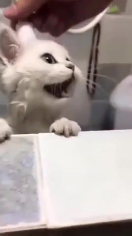 Helppppp - Video & GIFs | cat,help,cute,water,oops,animals pets