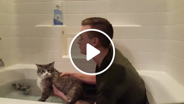 How to wash your cat, cat wash kim kardashian, cat, funny animals, fun, funny, funny moments, kitty, meow, wash, washing, cats, funny cats, youtube, animal, animals, animals pets. #0