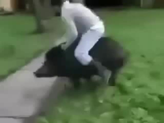 Initial d dance pig, animales, comedia, cerdo, initial d, dance, pig, initial d dancing, dank, old meme, memes, ylyl, ylyl 4chan, 4chan, webm, animals pets.