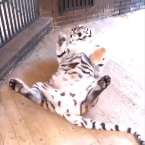 Let's dance with us - Video & GIFs | big,cat,animals pets