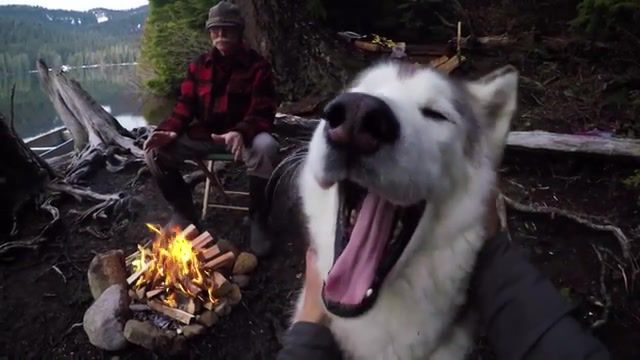 Loki the wolfdog, gopro, hero4, hero5, hero camera, hd camera, stoked, rad, hd, best, go pro, cam, epic, hero4 session, hero5 session, session, action, beautiful, crazy, high definition, high def, animals pets.