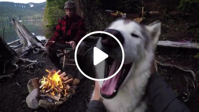 Loki the wolfdog, gopro, hero4, hero5, hero camera, hd camera, stoked, rad, hd, best, go pro, cam, epic, hero4 session, hero5 session, session, action, beautiful, crazy, high definition, high def, animals pets. #0
