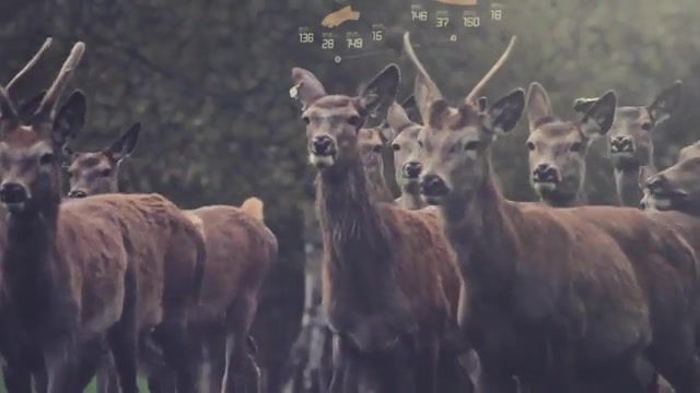 Naked ambition groove armada history love mix, ad noiseam, interface, infographics, holm, kim, 7d, music, dubstep, meat, animals, forest, norway, cervidae, buck, deer, matta, animals pets.