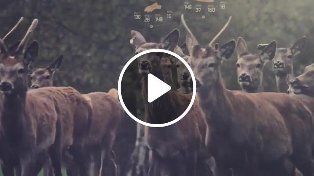 Naked ambition groove armada history love mix, ad noiseam, interface, infographics, holm, kim, 7d, music, dubstep, meat, animals, forest, norway, cervidae, buck, deer, matta, animals pets. #0