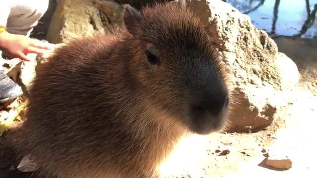 No title, Capybara, Animals Pets