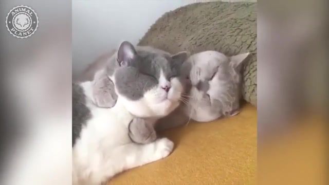 One Kiss Cats, Cat, Animals, Animals Pets
