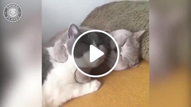 One kiss cats, cat, animals, animals pets. #0