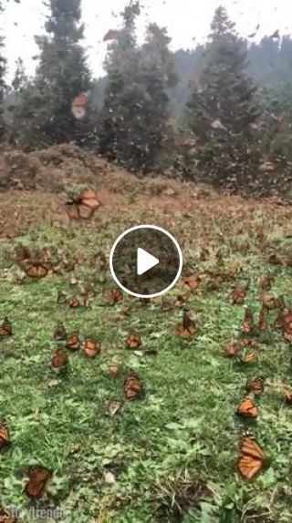 Outdoor rare footage of millions of butterflies