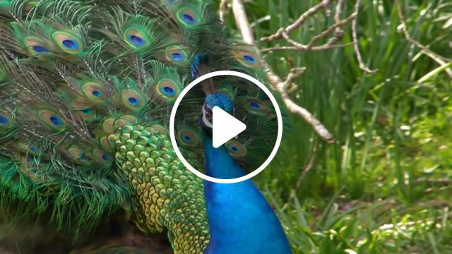 Peacock dance display peacocks opening feathers hd and bird sound, peacock displaying, peacocks, peacock, peacock display, peacock hd, peacock bird, peacock dance, peacock feathers, peacock sound, peacock feather, beautiful bird, peacock mating dance display, paon, peacock call sound, beautiful birds, peacock mating call, birds, bird animal, peacock call, pavo real, peacock mating dance, ornithology, birds of paradise, bird of paradise, pfau, paul dinning, pauldinning, animals pets. #0